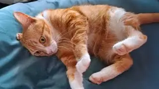 Энергия оранжевого кота 😹 Смешные видео с котами