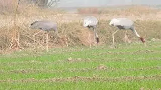 Sarus Cranes Near National Chambal Sanctuary & Yamuna River | Birding in India