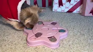 NAHANGPET Interactive Dog Puzzle Toys, Dogs Puzzle Feeder Toys for IQ Training, Puppy Puzzle Toys Re