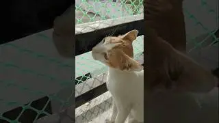 #cat #cute #cute #catlover #catlover #animals #animals #kitten #kittenrescue #babyanimal #savekitten