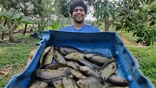 താറാവ് കുളത്തിൽ നിന്ന് മീൻ ചാകര 💥   Kerala fishing    Kerala Village Fishing   Traditional Fishing