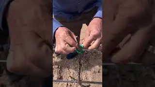 Как зафиксировать саженец при посадке #сад #дача #огород