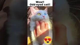 So beautiful! White cat with odd-eyed.