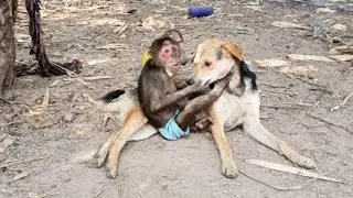 Monkeys and Dogs Hanging Out Together in the Wild #monkeylove #monkeychallenge #monkeyvideo