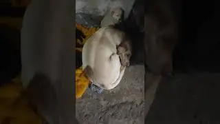The whole family is sleeping together 🥰😀😃#viral #shorts #animals #video