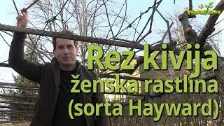 Rez kivija, ženska rastlina #kivi #rez