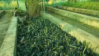 🌷163-Government Nursery,Nanta(kota)Up Nideshak Udyan NTC and Prajnan Phalodhan(dragon fruits plant)