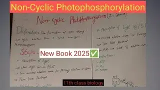 Non cyclic photophosphorylation class 11 | non cyclic photophosphorylation class 11 biology 