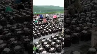 This EASY Mushroom Farm Makes Money in Just 10 DAYS! 💰🍄