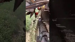 🔥 Automatic Tomato Separation Machine in Action | Smart Farming Innovation 🍅