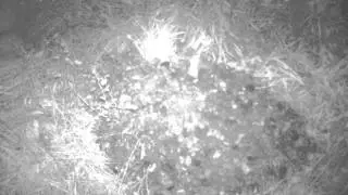 Long-tailed Field Mouse