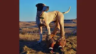 Pheasant Hunting in Dickinson, ND Fall 2020