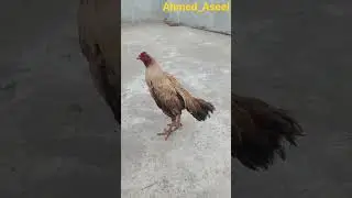 #Ahmed_Aseel #followback #comments #like #subscribe