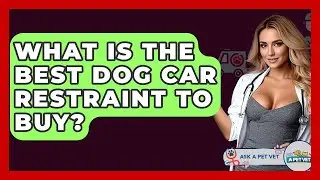 What Is The Best Dog Car Restraint To Buy? - Ask A Pet Vet