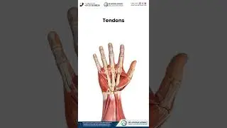 Diabetes & Hand Problems Explained | Numbness, Stiffness & Delayed Healing