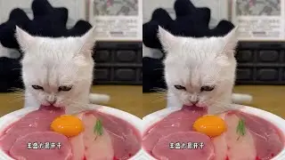 Little kitten's daily life #Cute pet debut plan #Cure cat #Record cat daily life #Cat eating with mo