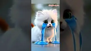 Dinka Chika Dinka Chika 😸🐈&hearts;️😍🐈#cute#cat #shorts #shortsfeed #shortvideo#simpleaipro