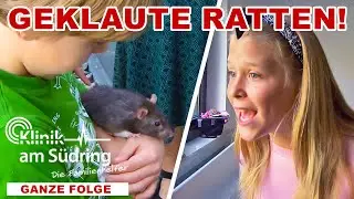 Krach im Kinderzimmer: Das große RATTEN-DRAMA in der Patchwork-Familie! | Die Familienhelfer