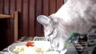 Kitty cat Luna tasting my dinner.