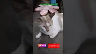 Eat, Sleep and repeat#trending#viral#motivation#cat#cats