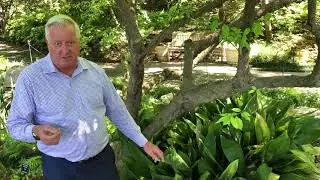 In the Garden with Dave Forehand: Cast Iron Plant