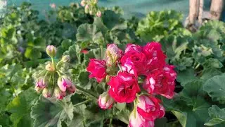 Geranium's vlog