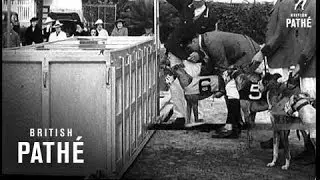 Miami Dog Races (1940)