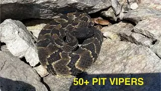 Top Herping finds of 2025: Finding 50+ Pit Vipers in one day ! 
