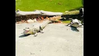 Alligators Sunbathing