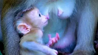 Baby monkey Robin has control by mother monkey Rose so baby Robin can't go without his mother