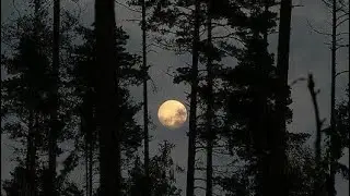 DARK FOREST || TIKTOK COMPILATION