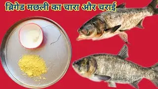 Amazing ब्रिगेड मछली का चारा और चराई fish bait Brigade Fish bait @IND Fish Hunter