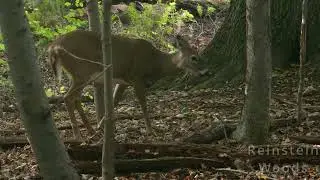 Reinstein Woods Nature Documentary