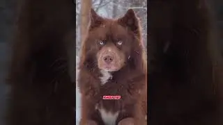 Top 5 Most Beautiful Dog Breeds 🐶✨
