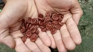HUNT AND FIND, MILLIPEDES, SNAIL: Berburu mencari kaki seribu, luwing, siput bekicot, kepiting