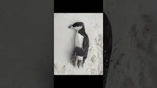 But why Penguin 💔 | Encounters at the End of the World | #shorts #viral #memes #penguin
