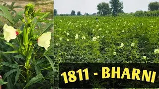 Sabse mahangi bikne wali bhindi sabse jyada maal wali bhindi sabse kam bimari wali bhindi.
