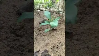 #Javaplum#plant#care