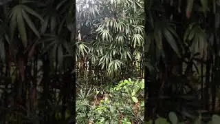 Plants for Screening & Privacy