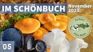 Pilze im SCHÖNBUCH | Unfassbar die Sonne kommt raus | Tolle Pilzefunde | Pilze im November 2023 EP05