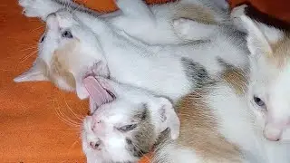 Refreshing feeling for kittens when not sleep | LUCY Official 