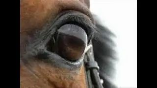 Princesses don't cry   Equine Music Video