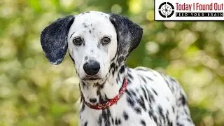Why are Dalmatians the Traditional Dog of Choice at Firestations?