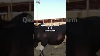 Karachi cattle market Qazi&rsquo;s cattle farm