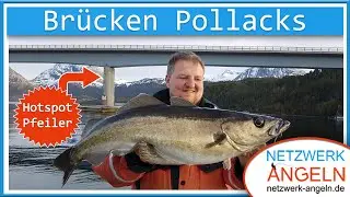 Zielfisch Pollack: Hotspot Br&uuml;ckenpfeiler!