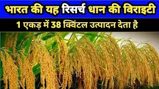 paddy seed। hybrid dhan ki viarity। hybrid dhan ki viarity 2024। रिसर्च धान की विराइटी।