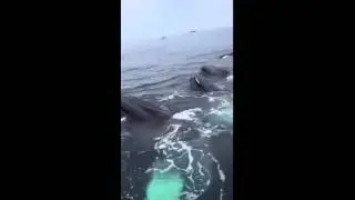 Humpback Whale feeding frenzy off Cape Cod coast