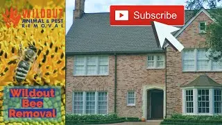 Wildout Bee Removal | Wildout Animal & Pest Removal