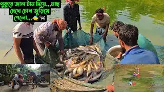 পুকুরে জাল টান দিয়ে,,,মাছ দেখে চোখ জুড়িয়ে গেলো,,,🐠🐄