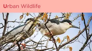U for Urban Wildlife